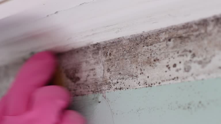 Mold Remediation for Vacation Homes in Tempe, AZ